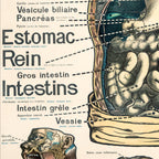 Tableau Mural du Dr. Galtier-Boissiere 7 BIS - LE CORPS HUMAIN - 120 x 100 cm - (reproduction ancien taleau mural)