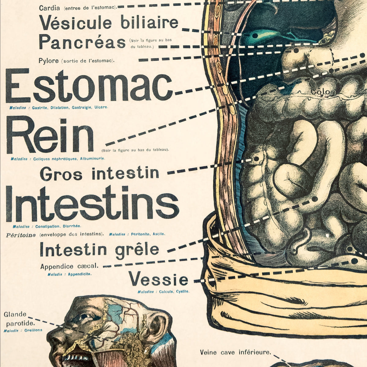 Tableau Mural du Dr. Galtier-Boissiere 7 BIS - LE CORPS HUMAIN - 120 x 100 cm - (reproduction ancien taleau mural)