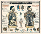 Tableau Mural du Dr. Galtier-Boissiere 7 BIS - LE CORPS HUMAIN - 120 x 100 cm - (reproduction ancien taleau mural)