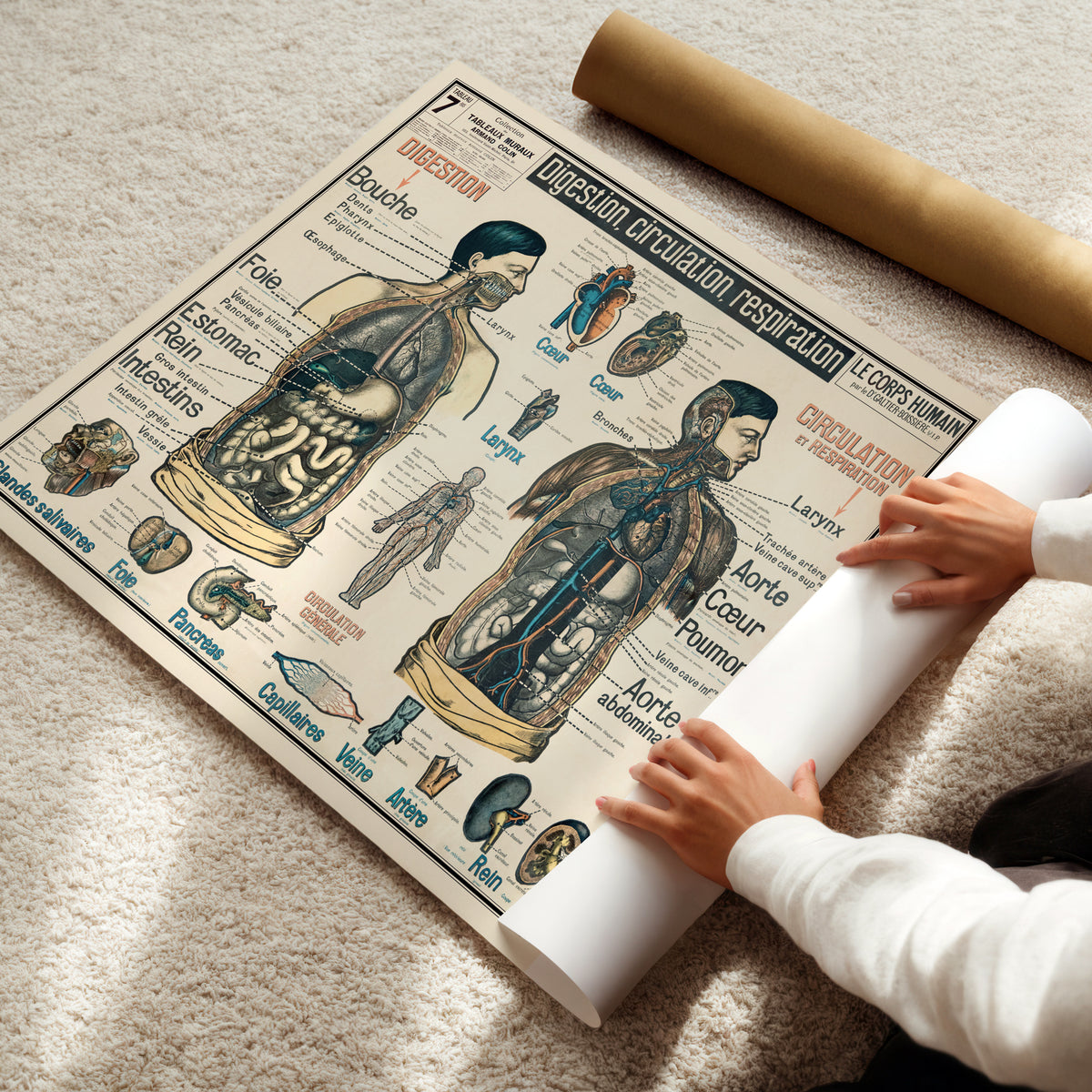 Tableau Mural du Dr. Galtier-Boissiere 7 BIS - LE CORPS HUMAIN - 120 x 100 cm - (reproduction ancien taleau mural) - Poster